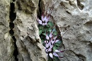 65 Raponzolo di roccia (Physoplexis comosa) in Filaressa... scoperto da Ettorina